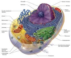 Your Cellular Energry Comes From Your Mitochondrion