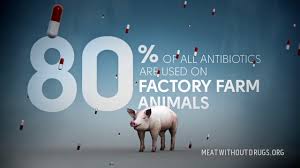 80% of All Antibiotics in US Consumed by Animals First, THEN by YOU