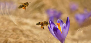 Bayer Neonicotinoids Found To Be Dangerous To Bees By EPA
