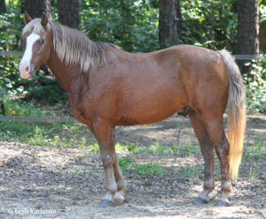What’s Your Fracking Problem? New York State Has One: 17 Foals Born With Rare Birth Defect May Be Linked To Fracking Fluids On Site