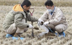 Rice and Radiation: Fukushima Agricultural Group Gets Permission To Sell Rice in the U.K.