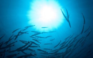New Environmental Threat: Ocean Dead Zones Threaten To Eradicate Oxygen