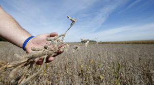 E.U. To Allow Sale Of Monsanto’s GMO Roundup Ready Soybeans, Shocks Millions Who Opposed The Move