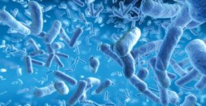 A Gut Feeling: Research Demonstrates That Invasive Microbes In Our Gut Biome May Have More Sway Over Our Food Choices Than We Think