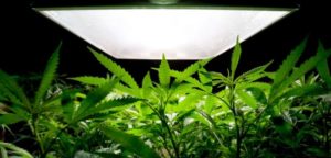Uplifting New Study: Legalized Medical Marijuana Having A Direct Impact On Falling Drug Overdose Rates