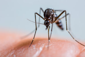 Engineering A Frightening Mosquito-Borne Cure: Chinese Scientists Release Some 3 Million Bacteria-Infected Mosquitoes Every Week Trying To Kill Dengue, Zika