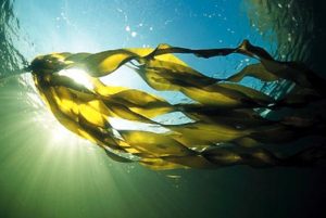 Ancient Food Turns Trendy: Seaweed And Other Ocean-Grown Plants Find New Life As Both Staple And Delicacy