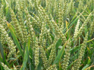 Letting The Genie Out Of The Bottle: Unauthorized Gmo Wheat Found In Fallow Field In Washington State