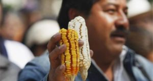 Indigenous Groups In Mexico Win Victory Over Monsanto, Biotech Giant Has GMO Soy Permit Suspended