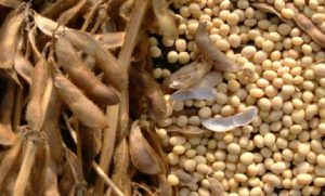 They War On Weeds And Going Nuclear, Monsanto-Style: How The Agri-Chem Company’s Next-Gen GMO Soy Is Actually Not Going To Help Farmers At All