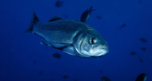 Fish Farm Fugitives: Escapees Demonstrate How Dangerous Aquaculture Really Is