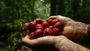 Outback Cure: Cancer Remedy May Have Been Hiding In The Rainforests Of Australia All Along