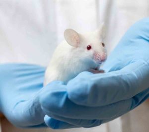 Sci-Fi Mice: Mouse Study Shows How Memory Can Be Manipulated With Alarming Implications