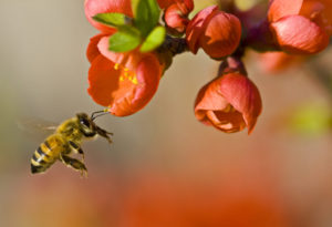 As If We Haven’t Done Enough Damage Already: Yet Another Way We Are Killing Honeybees With Neonicotinoids