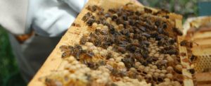 How One 12-Year-Old Is Doing More To Save Threatened Bee Colonies Than Most States