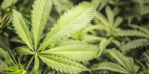 Your Scare Tactics Are Bad And You Should Feel Bad: No, Marijuana Is STILL Not A ‘Gateway Drug’