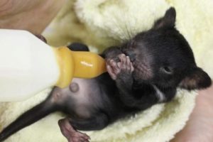The Battle Against Superbugs May Have Found An Unlikely Ally: Tasmanian Devil Milk