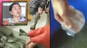 Viral Video Of Vietnamese Shrimp Farmers Injecting Plastic Goo Into Their Product Raises Alarms