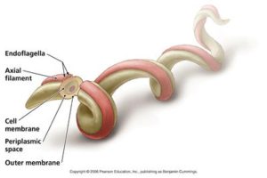 The Summer of Lyme: 2017 Unprecedented Lyme Risk