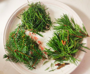 PINE TEA: Possible Antidote for Spike Protein Transmission