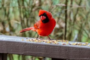 Why Are Large Numbers Of Birds Suddenly Dropping Dead In Multiple US States?