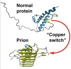 Prion Producing mRNA Vaccines May Be The Biggest Public Health Misstep Of All Time