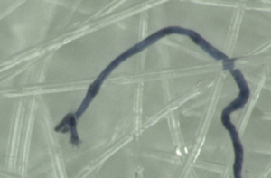Slovakia Report: Covid “Tests” Contaminated With Nanotech Hydrogels And Lithium