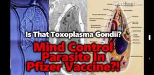 Might Covid19 Vaccines Contain Behavior Modifying Parasites? Toxoplasma Gondii? Mind Control?