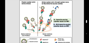 mRNA, Nanolipid Particles and PEG: A Triad Never Used in Clinical Vaccines is Going to Be Tested on Hundreds of Millions of People (pdf)