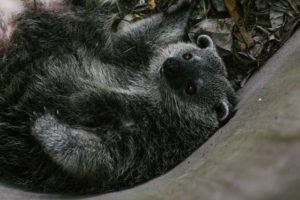 Did the Ferret Study Really Suggest Pathogenic Priming?