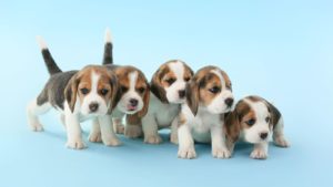 Fauci Blasted Over Puppy Research Claims