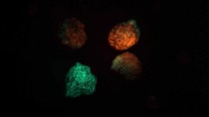 Living Robots That Can Reproduce Created by US Scientists