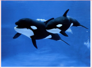 Solstice 2021, A Whale Of A Story: Scientist Warns Of 5G/IOUT Damage To Ocean Life