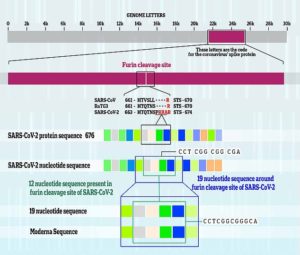More evidence Covid was tinkered with in a lab? Now scientists find virus contains tiny chunk of DNA that matches sequence patented by Moderna THREE YEARS before pandemic began