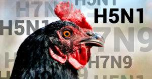 Will the Gates/Fauci Funded Bird Flu be the Next Pandemic?