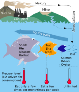 Toxic mercury in fish rising