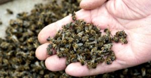 Neonicotinoids: The Toxic Pesticide That’s Killing Bees and Threatening Global Food Security