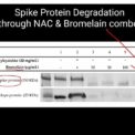Spike Protein Toxicity