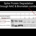 Spike Protein Toxicity